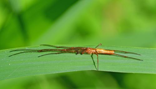 Réf. 342 662 : Tetragnatha sp.
